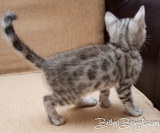 Bengal cat silber rosetted